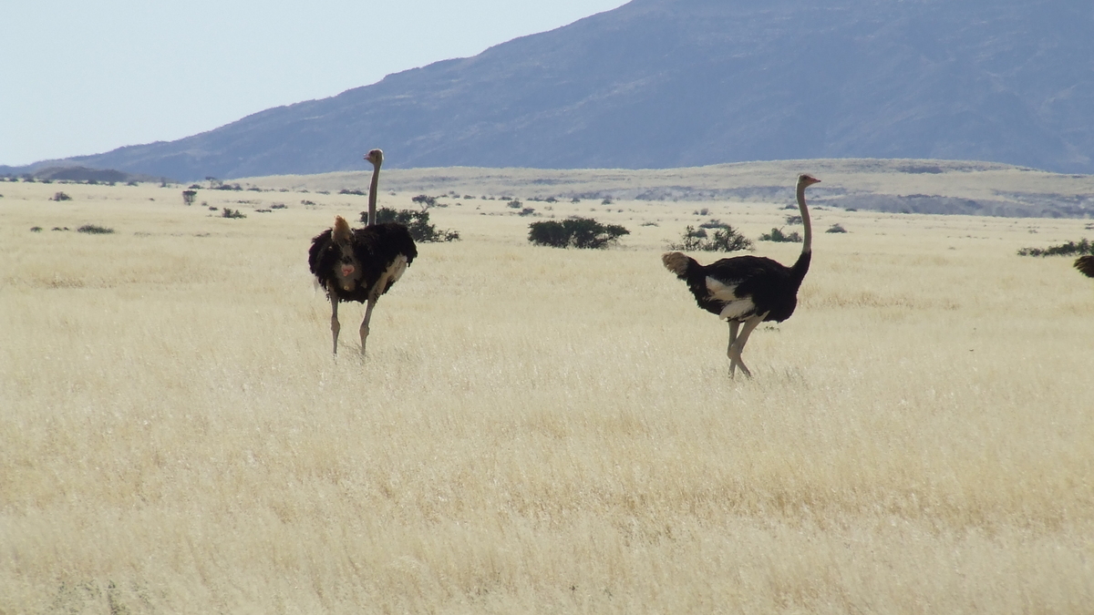 Namibia: C28 Richtung Swakopmund - Strauße