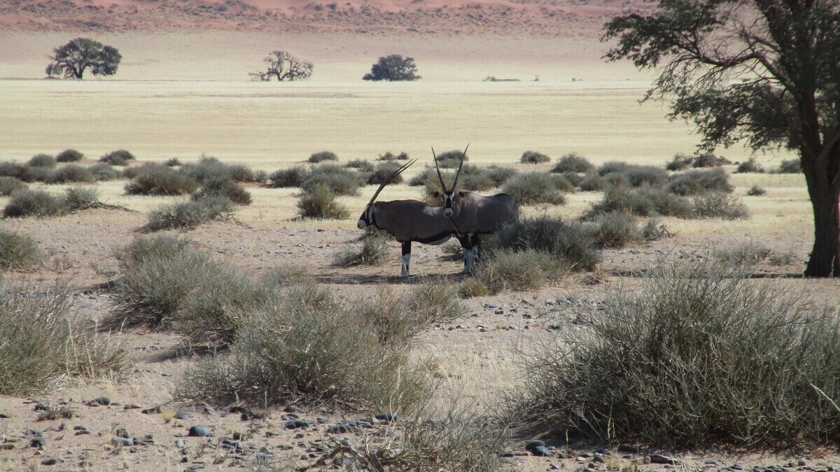 Namibia: Oryx antelopes at Sossusvlei – the national symbol of Namibia