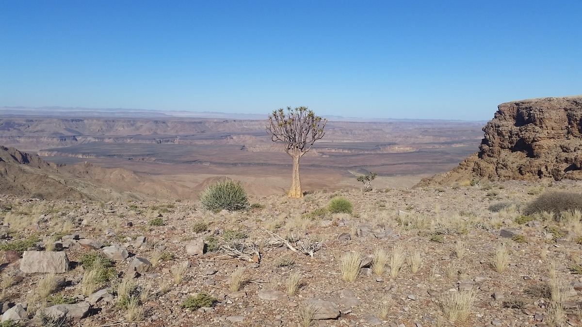 Namibia: Fish River Canyon - Köcherbaum