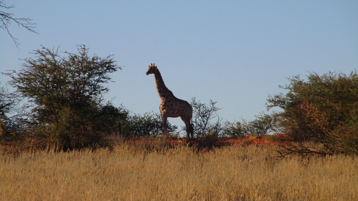 Namibia: Giraffe in der Kalahari
