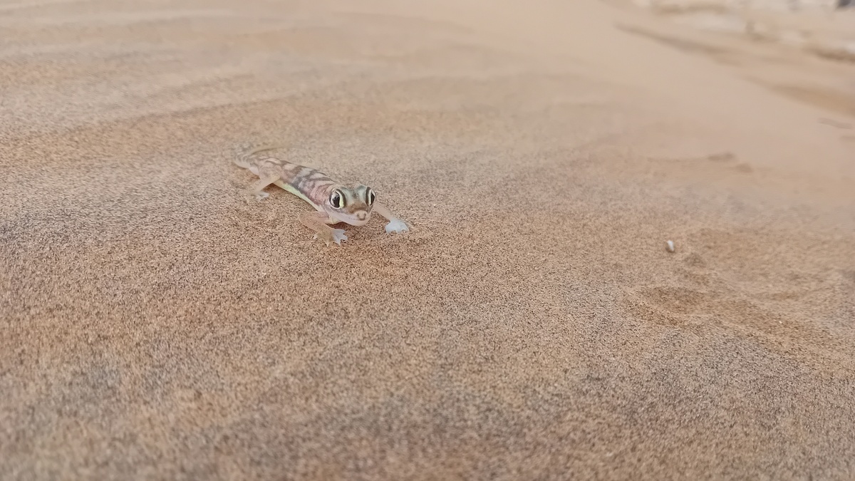 Namibia: Namib bei Swakopmund - Namibgecko