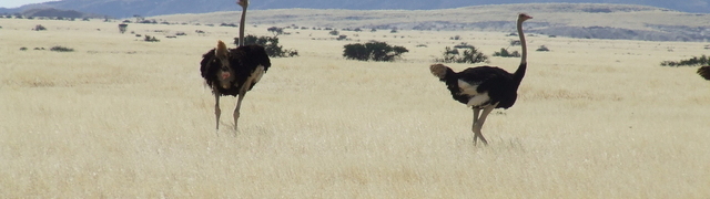 Namibia: C28 Richtung Swakopmund - Strauße