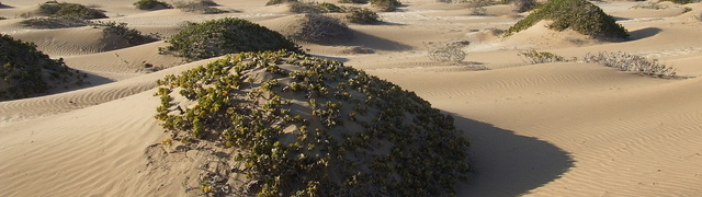 Namibia: Dünen der Namib mit „Dollar Bushes“ bei Swakopmund