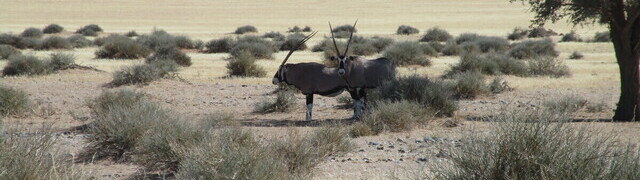 Namibia: Oryx antelopes at Sossusvlei – the national symbol of Namibia
