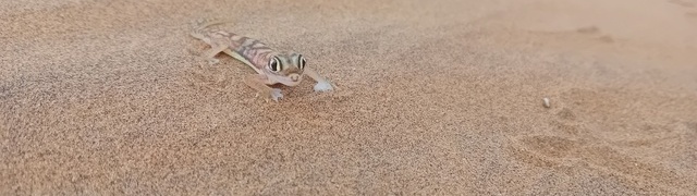Namibia: Namib bei Swakopmund - Namibgecko