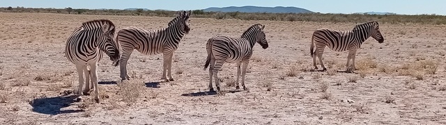 Namibia: Etosha National Park – zebras